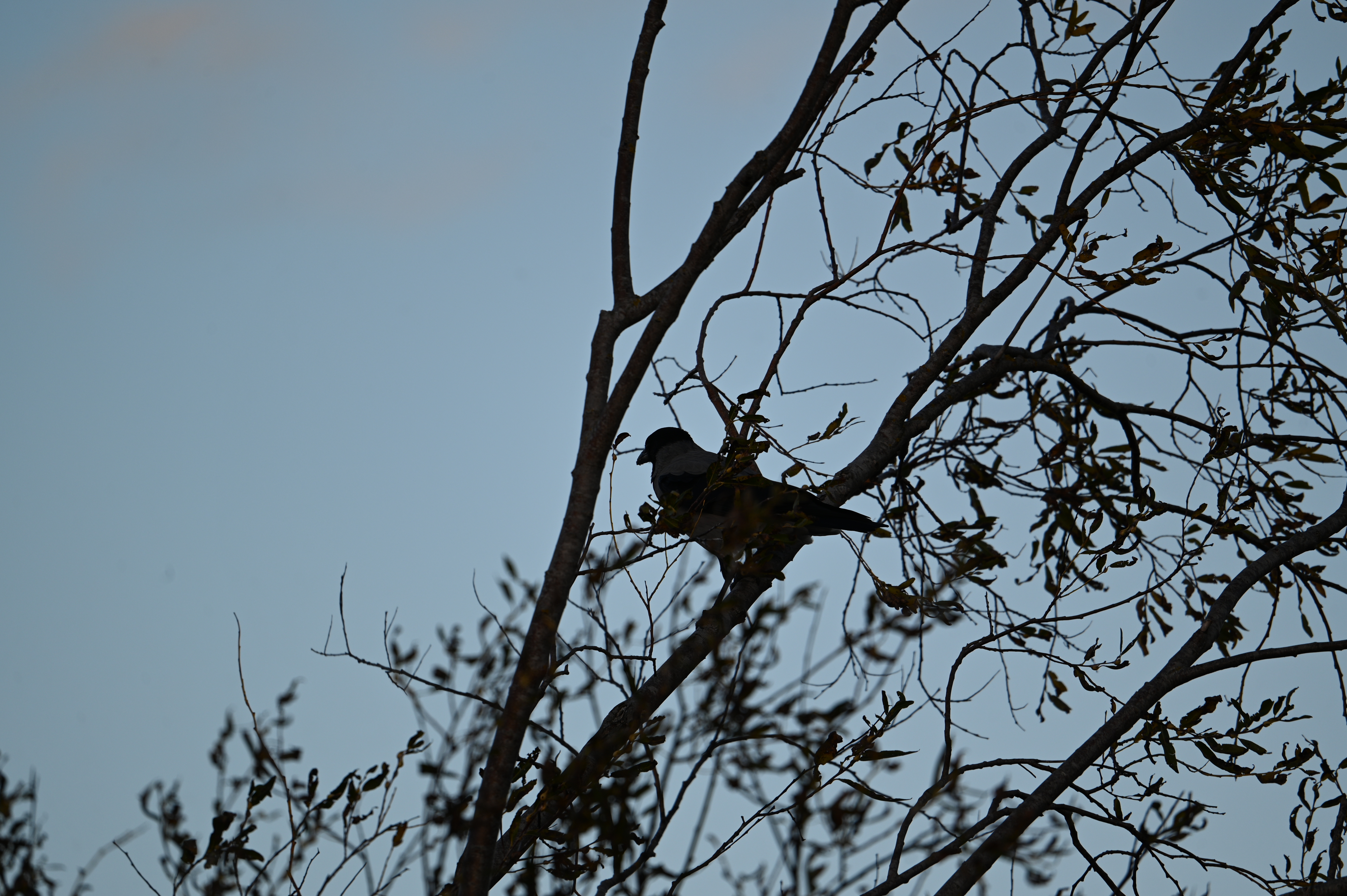 2025/10/18 - walk/DSC_0244.JPG